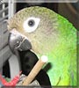 Rocky the Dusky Conure