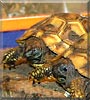 Max, Luna the Dalmatian Tortoises