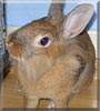 Lucy the Dwarf rabbit