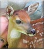 Harley the White Tailed Deer