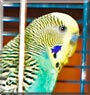 Jimmy the Budgie
