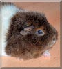 Schäfchen the Rex Guinea Pig