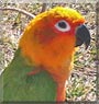 Constantine the Jenday Conure