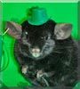Mister Tibbs the Chinchilla