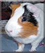 Jerry the Guinea Pig