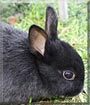 Blacky the Dwarf Rabbit