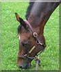 Oscar the Horse