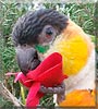 Puck the Black headed Caique