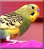 Limlears the Parakeet