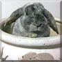 Speedy the Lop rabbit