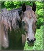 Raven the Kentucky Mountain Saddle