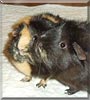 Harmony, Melody the Guinea Pig