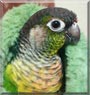 Kiwi the Green Cheek Conure