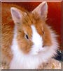 Lola the Lionhead Rabbit