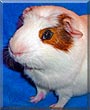 Igor the Crested Guinea Pig