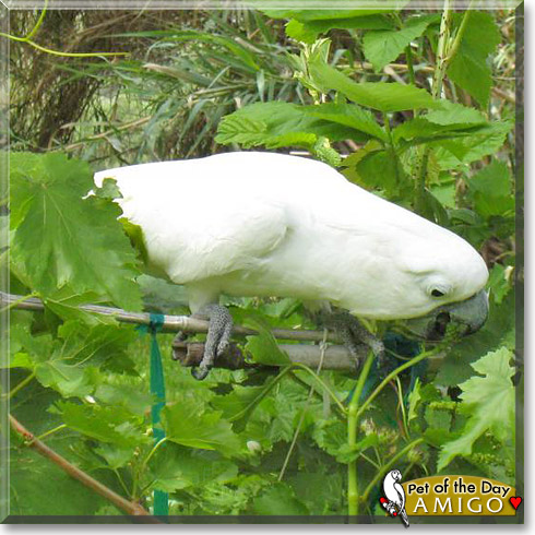 Amigo, the Pet of the Day