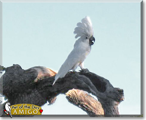 Amigo, the Pet of the Day