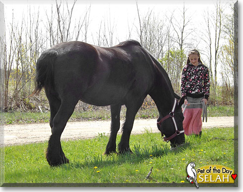 Selah, the Pet of the Day Selah, the Pet of the Day
