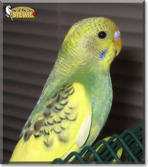 Stewie, the Pet of the Day Stewie, the Pet of the Day