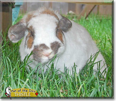 Thistle, the Pet of the Day