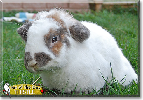 Thistle, the Pet of the Day