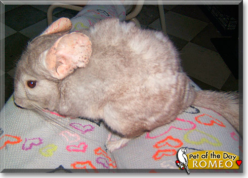 Romeo, the Pet of the Day Romeo, the Pet of the Day