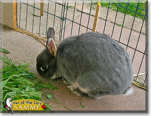 Sammy, the Pet of the Day Sammy, the Pet of the Day