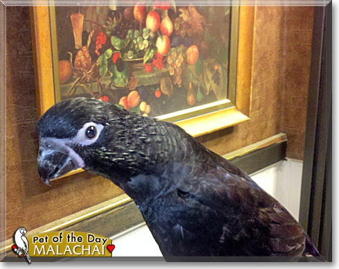 Malachai, the Pet of the Day Malachai, the Pet of the Day