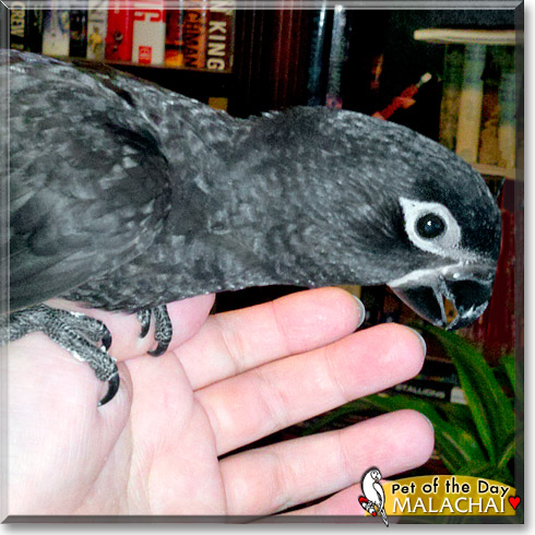 Malachai, the Pet of the Day Malachai, the Pet of the Day