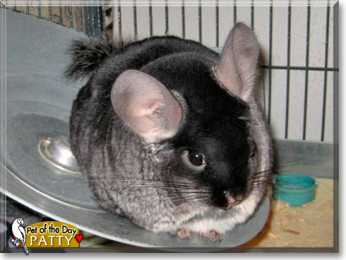 Patty, the Pet of the Day Patty, the Pet of the Day