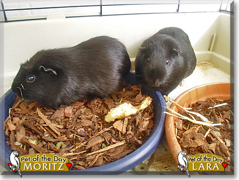 Moritz, Lara, the Pet of the Day Moritz, Lara, the Pet of the Day