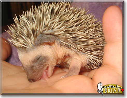 Briar, the Pet of the Day Briar, the Pet of the Day