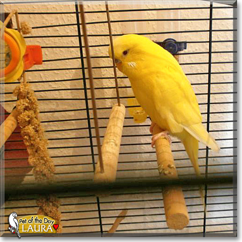 Laura, the Pet of the Day Laura, the Pet of the Day