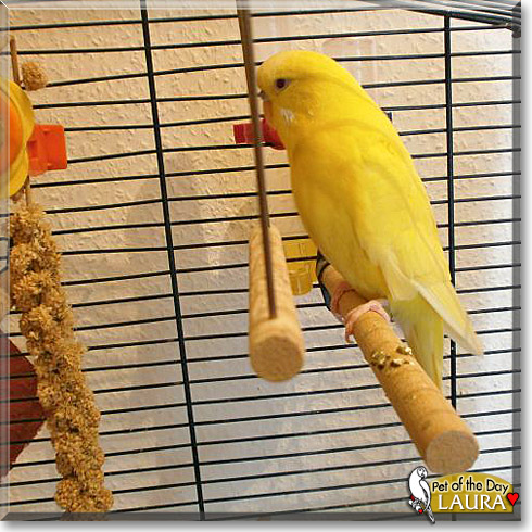 Laura, the Pet of the Day Laura, the Pet of the Day