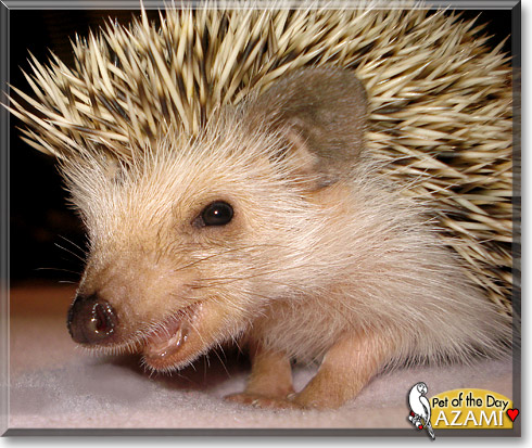 Azami, the Pet of the Day Azami, the Pet of the Day