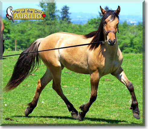 Aurelio, the Pet of the Day Aurelio, the Pet of the Day