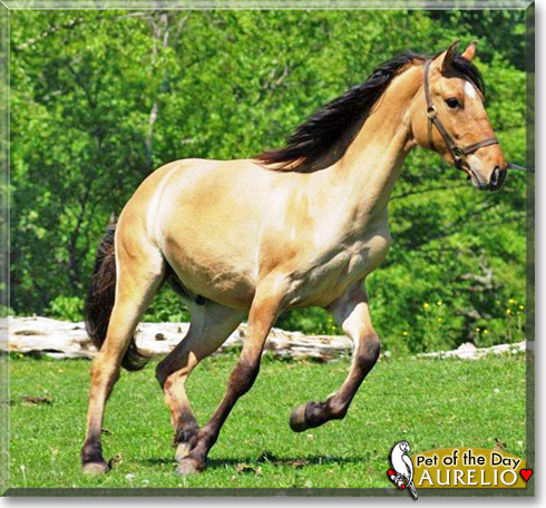 Aurelio, the Pet of the Day Aurelio, the Pet of the Day