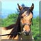 Pet of the Day