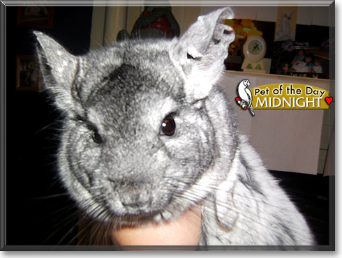 Midnight, the Pet of the Day Midnight, the Pet of the Day