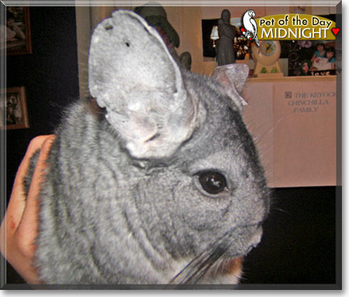 Midnight, the Pet of the Day Midnight, the Pet of the Day