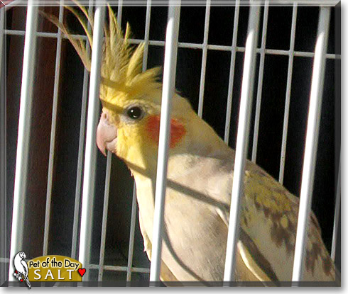 Salt, the Pet of the Day Salt, the Pet of the Day