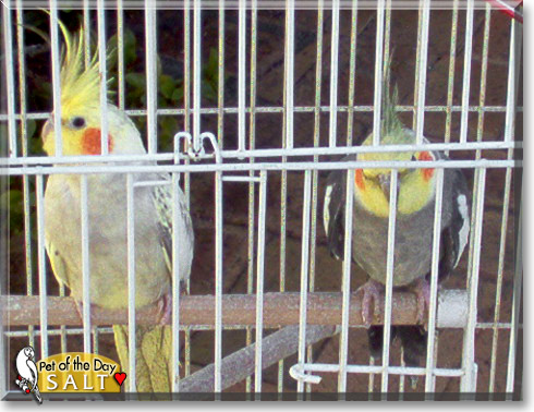 Salt, the Pet of the Day Salt, the Pet of the Day