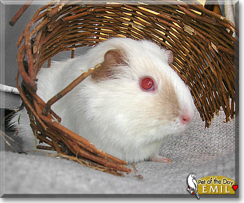 Emil, the Pet of the Day Emil, the Pet of the Day