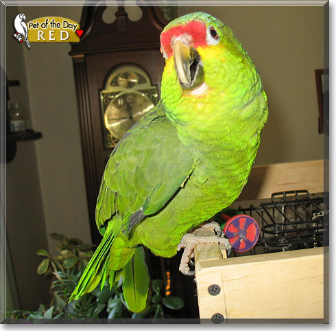 Red, the Pet of the Day Red, the Pet of the Day