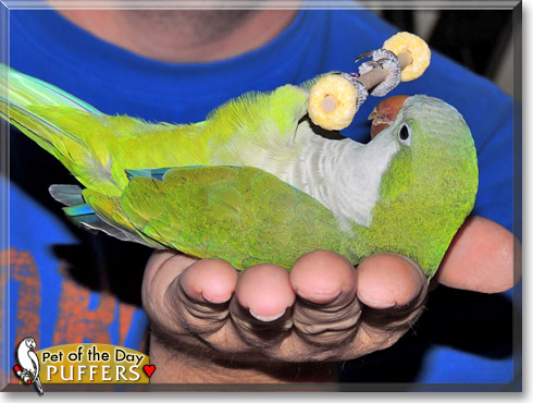 Puffers, the Pet of the Day Puffers, the Pet of the Day