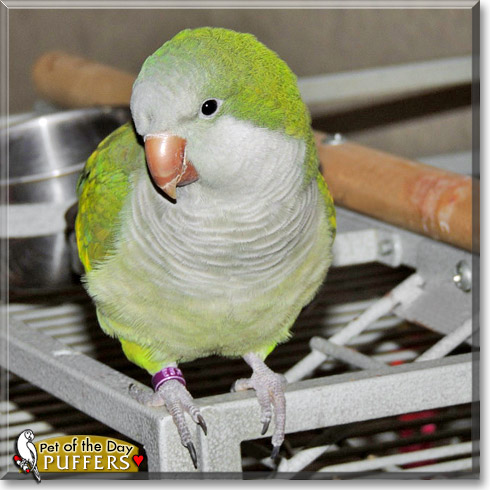 Puffers, the Pet of the Day Puffers, the Pet of the Day