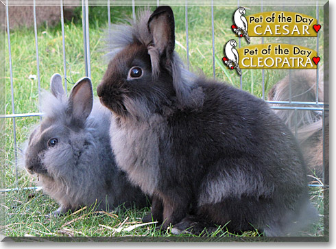 Caesar, Cleopatra, the Pet of the Day Caesar, Cleopatra, the Pet of the Day