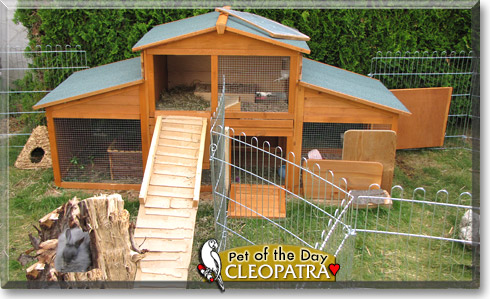 Caesar, Cleopatra, the Pet of the Day Caesar, Cleopatra, the Pet of the Day
