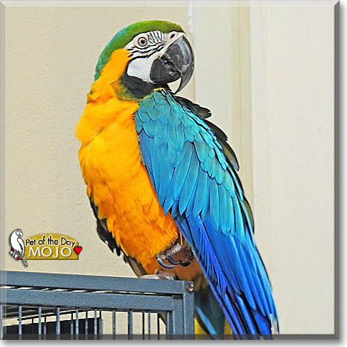 Mojo, the Pet of the Day Mojo, the Pet of the Day