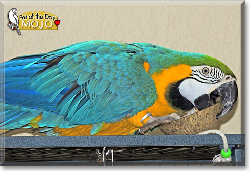 Mojo, the Pet of the Day Mojo, the Pet of the Day
